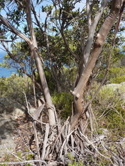 Eucalyptus angulosa