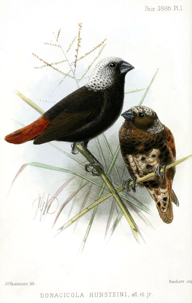 Mottled Munia