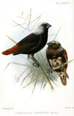 Mottled Munia photo 1