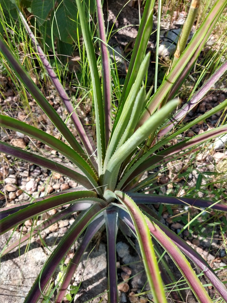 Dyckia uleana