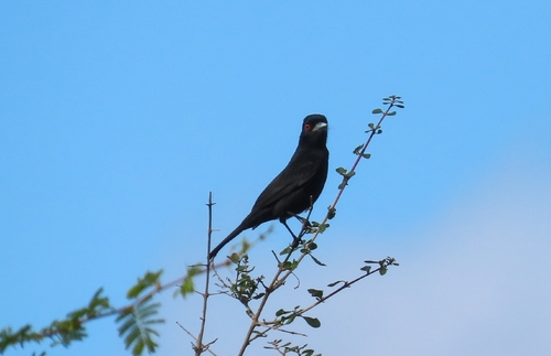 Blue-billed Black-Tyrant
