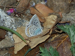 Polyommatus forresti