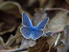 Polyommatus forresti