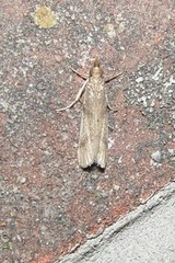 Peoria longipalpella