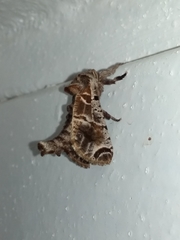 Inguromorpha arcifera