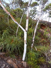 Eucalyptus doratoxylon