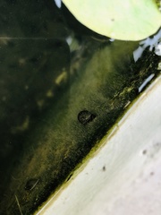 Planorbarius corneus