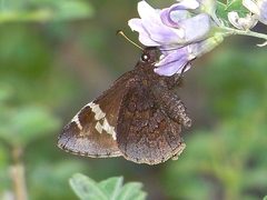 Lobocla simplex