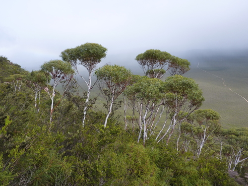Eucalyptus doratoxylon