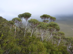 Eucalyptus doratoxylon