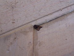 Euplexia
