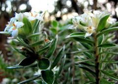 Pimelea pseudolyallii