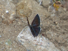 Polyommatus forresti