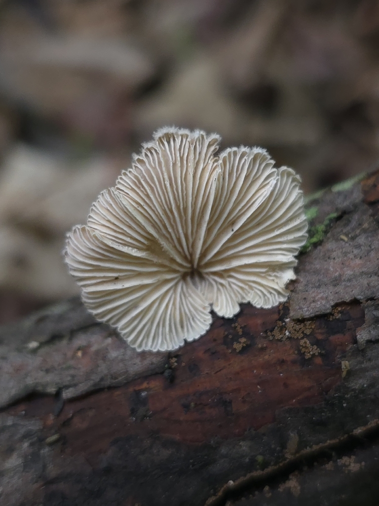 splitgill mushroom · June 2026 · photo: Photo: (c) Jonathan De Simon, some rights reserved (CC BY) · iNaturalist