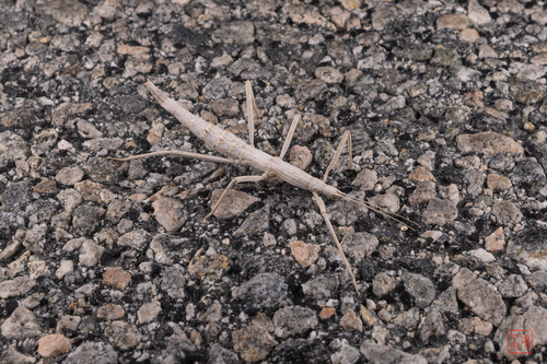 Gray Walkingstick