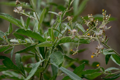 Blumea balsamifera