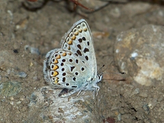Polyommatus forresti