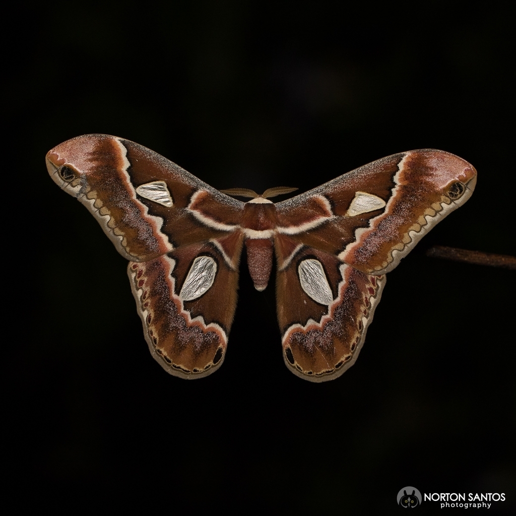 Rothschildia prionia