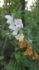 Lathyrus jepsonii californicus