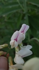 Lathyrus jepsonii californicus