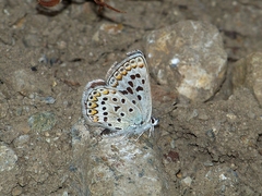 Polyommatus forresti