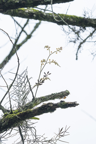 Cleisostoma paniculatum