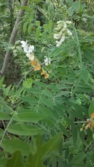 Lathyrus jepsonii californicus