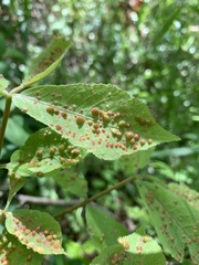 Phylloxera caryaefallax