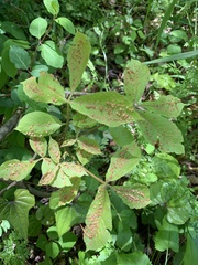 Phylloxera caryaefallax