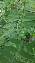 Lathyrus jepsonii californicus