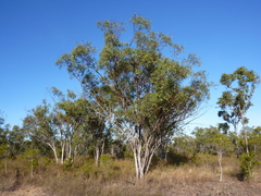 Eucalyptus tardecidens