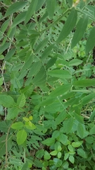 Lathyrus jepsonii californicus