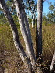 Eucalyptus tardecidens