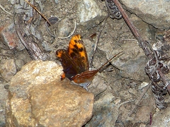 Lycaena li
