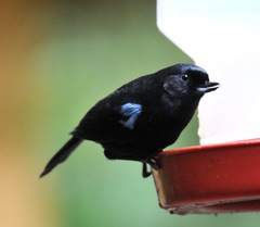 Diglossa lafresnayii