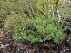 Pimelea suteri