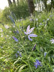 Camassia leichtlinii