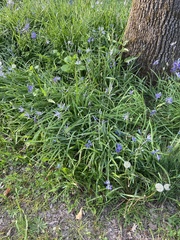 Camassia leichtlinii
