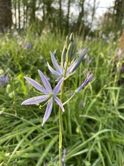 Camassia leichtlinii