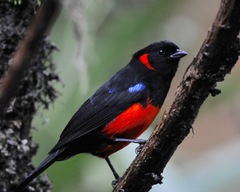 Anisognathus igniventris