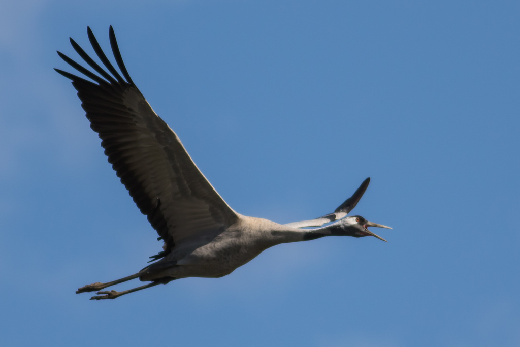 Foto de Common Crane