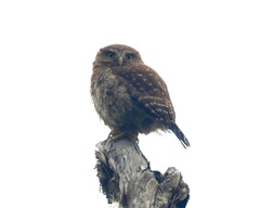 Glaucidium jardinii