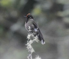 Chalcostigma herrani