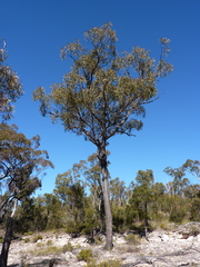 Eucalyptus virens
