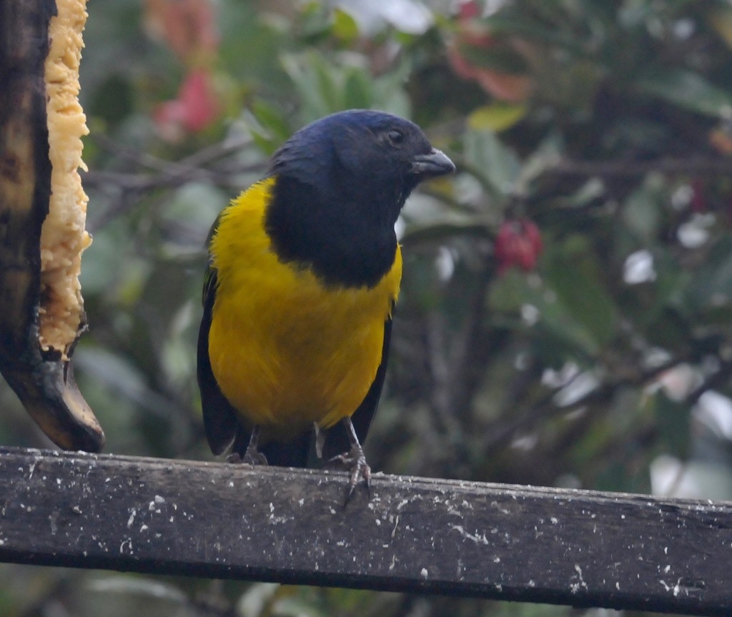 Black-breasted Mountain-Tanagers