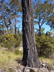 Eucalyptus virens