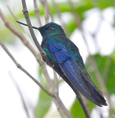 Pterophanes cyanopterus