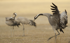 Common Crane photo 3