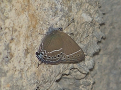 Satyrium oenone