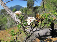Pimelea suteri